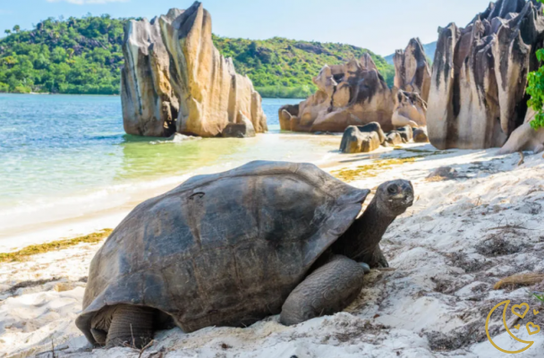 Ideas for a Honeymoon in Seychelles