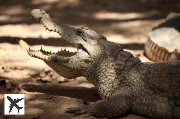 Qué ver y hacer en Gambia