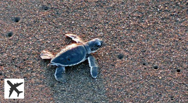 Où voir des tortues de mer au Guatemala ?