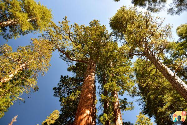 Yosemite National Park – Guida alla pianificazione del viaggio