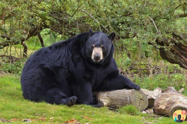 Yosemite National Park – Guida alla pianificazione del viaggio