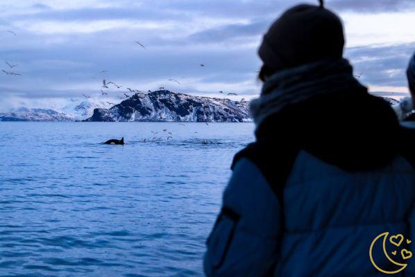 Idées de voyages de noces dans les Fjords norvégiens