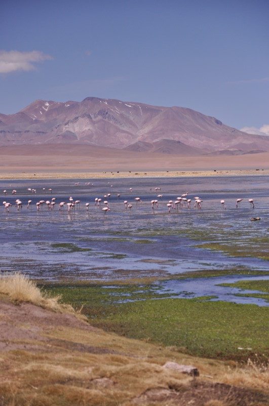 Atacama Tour in Cile