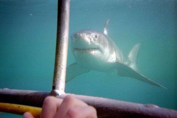 Plongée en cage avec le Grand Requin Blanc au Cap