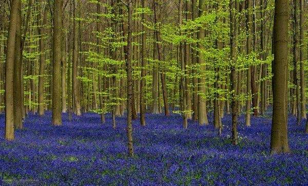 Le mystique Bois de Hal en Belgique