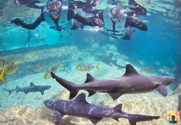 Discovery Cove: cómo es visitar el parque de Florida