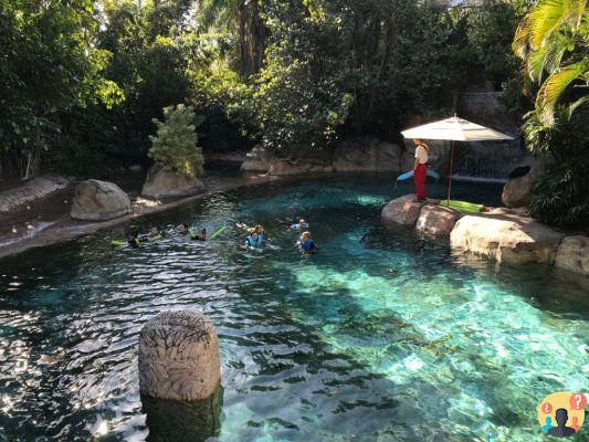 Discovery Cove: cómo es visitar el parque de Florida