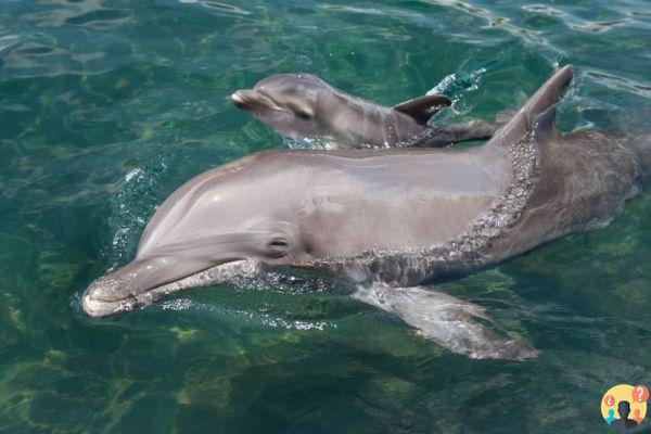 Discovery Cove: cómo es visitar el parque de Florida