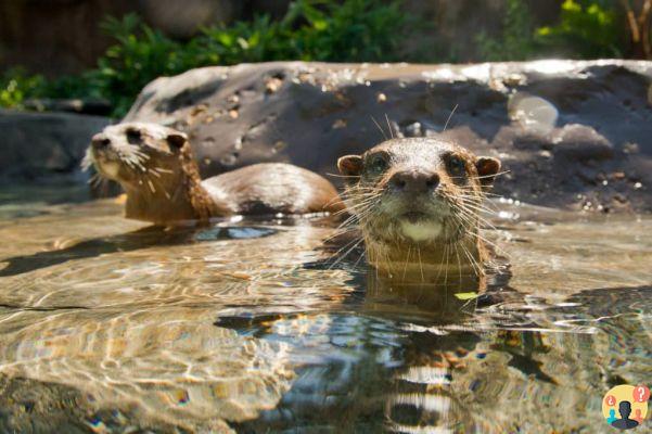 Discovery Cove: cómo es visitar el parque de Florida