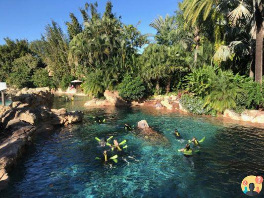 Discovery Cove: cómo es visitar el parque de Florida