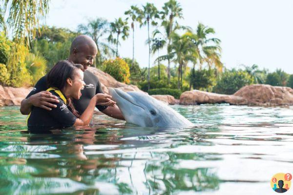 Discovery Cove: cómo es visitar el parque de Florida