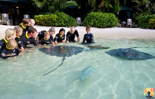 Discovery Cove – Qu'est-ce que c'est que de visiter le parc de Floride