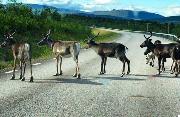 O que fazer no verão em Arvidsjaur, na Lapônia sueca