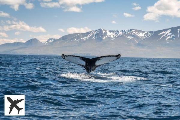 Où et comment observer les baleines en Islande ?