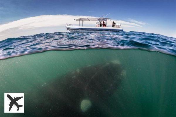 36 photos sous la surface de l’eau à couper le souffle