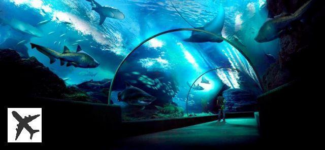 Visiter Sea Life Ocean World à Bangkok : billets, tarifs, horaires