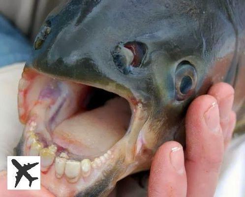 El Pacu, un pez con dientes humanos...