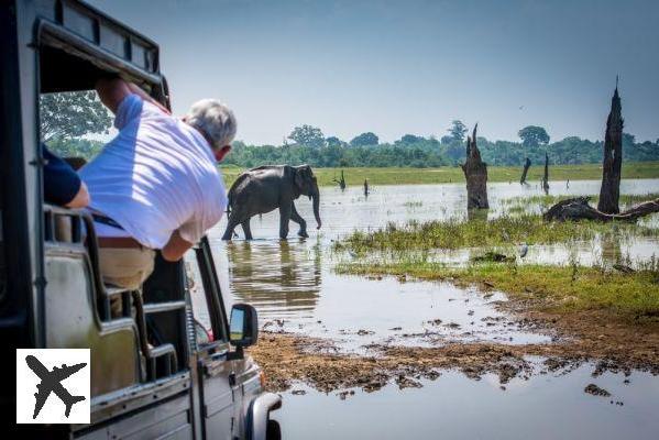 Safari dans le parc national d’Uda Walawe : réservations & tarifs