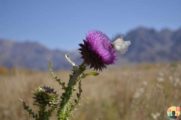 Mendoza – All about the city of Argentine wineries