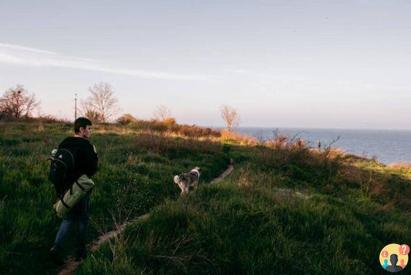 Comment voyager en avion avec des animaux sans stress