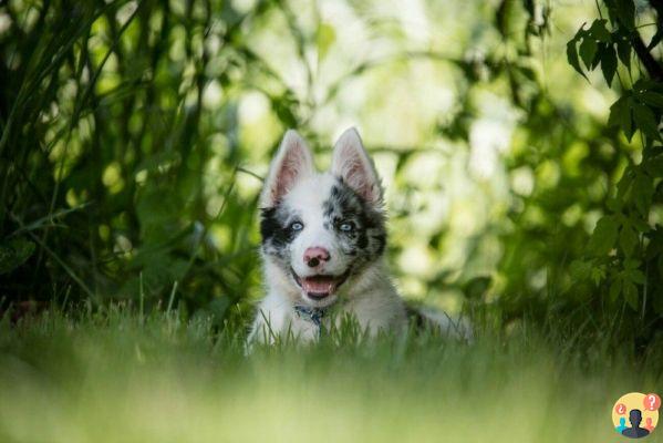 Come viaggiare in aereo con animali domestici senza stress