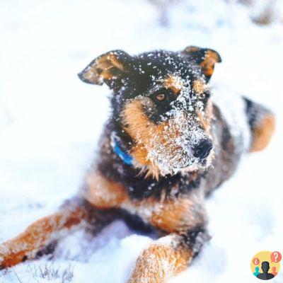 Cómo viajar en avión con mascotas sin estrés