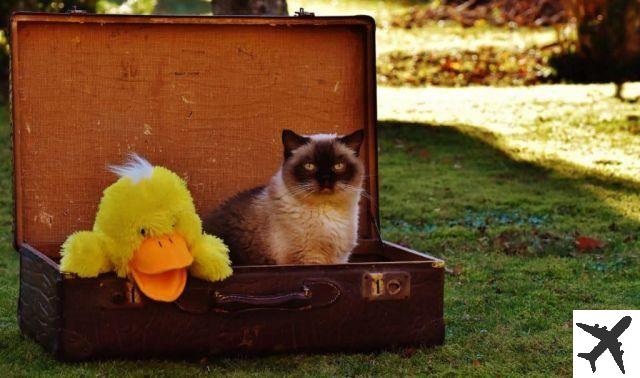 Comment voyager en avion avec des animaux sans stress