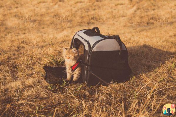 How to travel by plane with pets without stress