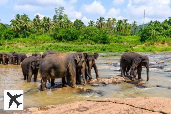 Où et comment observer les éléphants au Sri Lanka ?