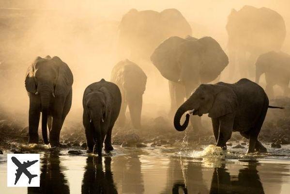 Les 10 meilleurs safaris à faire en Namibie