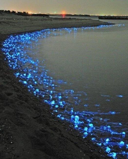 Calamari lucciola nella baia di Toyama, Giappone.