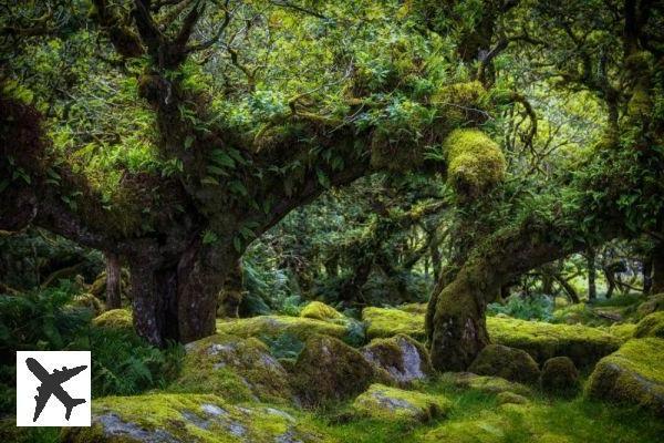 Wistman’s Wood : la forêt secrète hors du temps du Royaume-Uni !