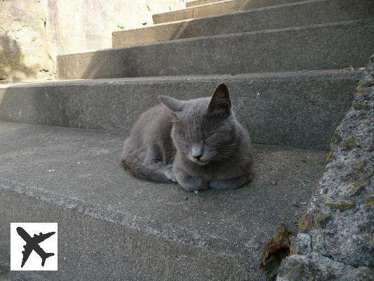 L’île de Tashirojima au Japon, ou l’île aux chats !