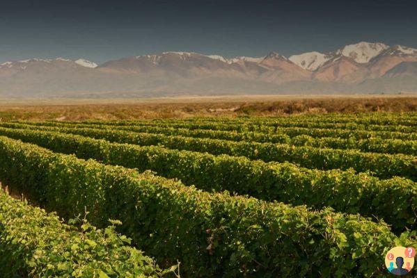 Que faire à Mendoza – Les 25 meilleures visites