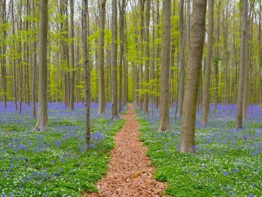 Les 5 plus belles forêts d'Europe