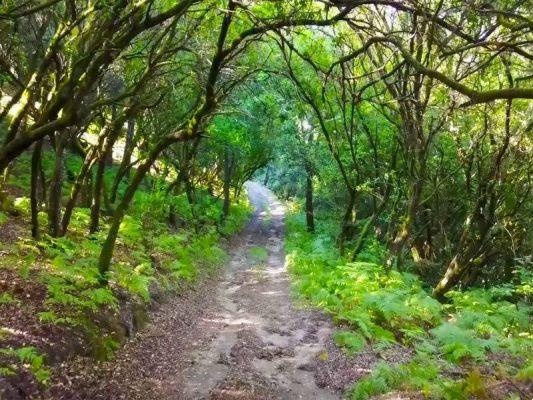 Los 5 bosques más bonitos de Europa