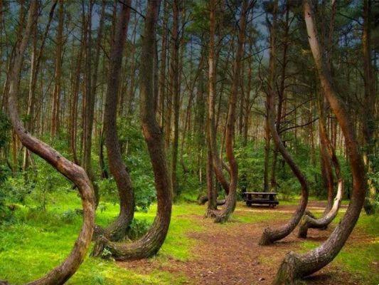 Los 5 bosques más bonitos de Europa