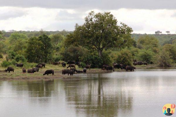 Safari nel Parco Nazionale Kruger