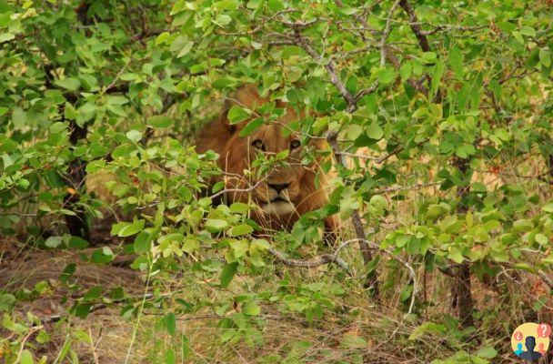 Safari in Kruger National Park