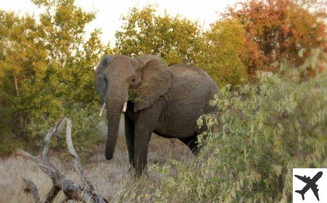 Safari in Kruger National Park