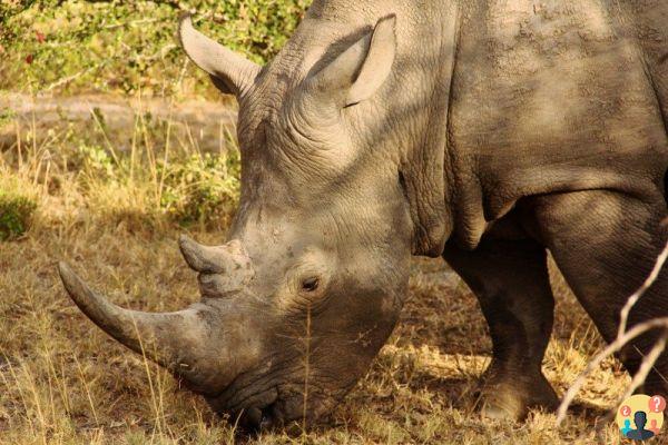 Safari in Kruger National Park