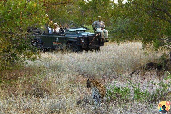 Safari en el Parque Nacional Kruger