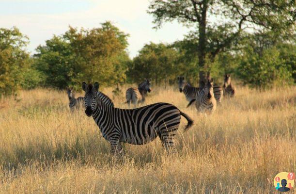 Safari in Kruger National Park