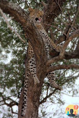 Safari dans le parc national Kruger