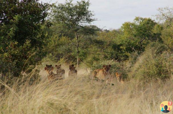 Safari in Kruger National Park