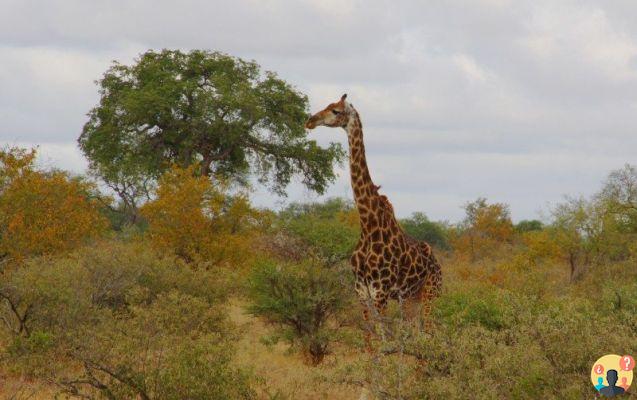 Safari dans le parc national Kruger