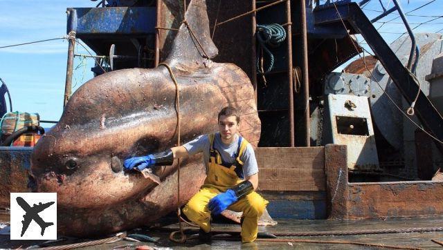 Un pêcheur russe photographie les fascinants monstres marins qu’il remonte à la surface