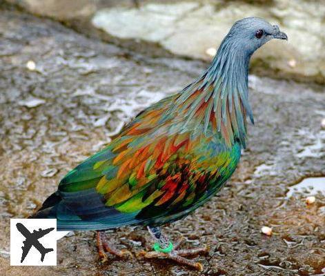 ✈️25 animals with unlikely but true colours