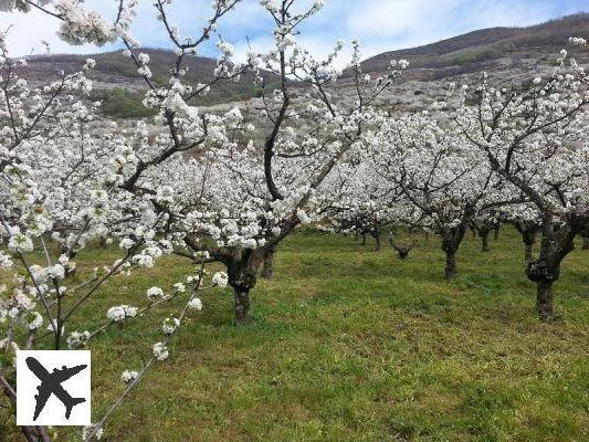 Visiter l’Estrémadure au printemps des cerises : que voir en quatre jours ?