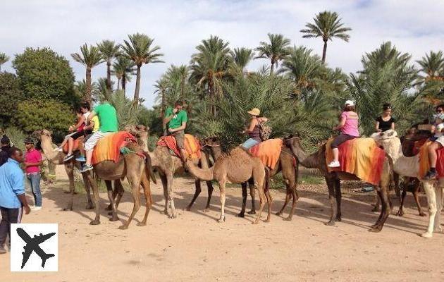 Balade en dromadaire dans les environs de Marrakech